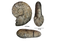 Desmoceras latidorsatum